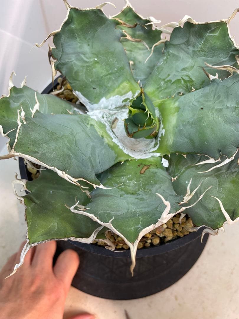 アガベ オテロイ　US由来　チタノタ　ブルー葉系 活着株鉢ごと発送　特選オテロイ