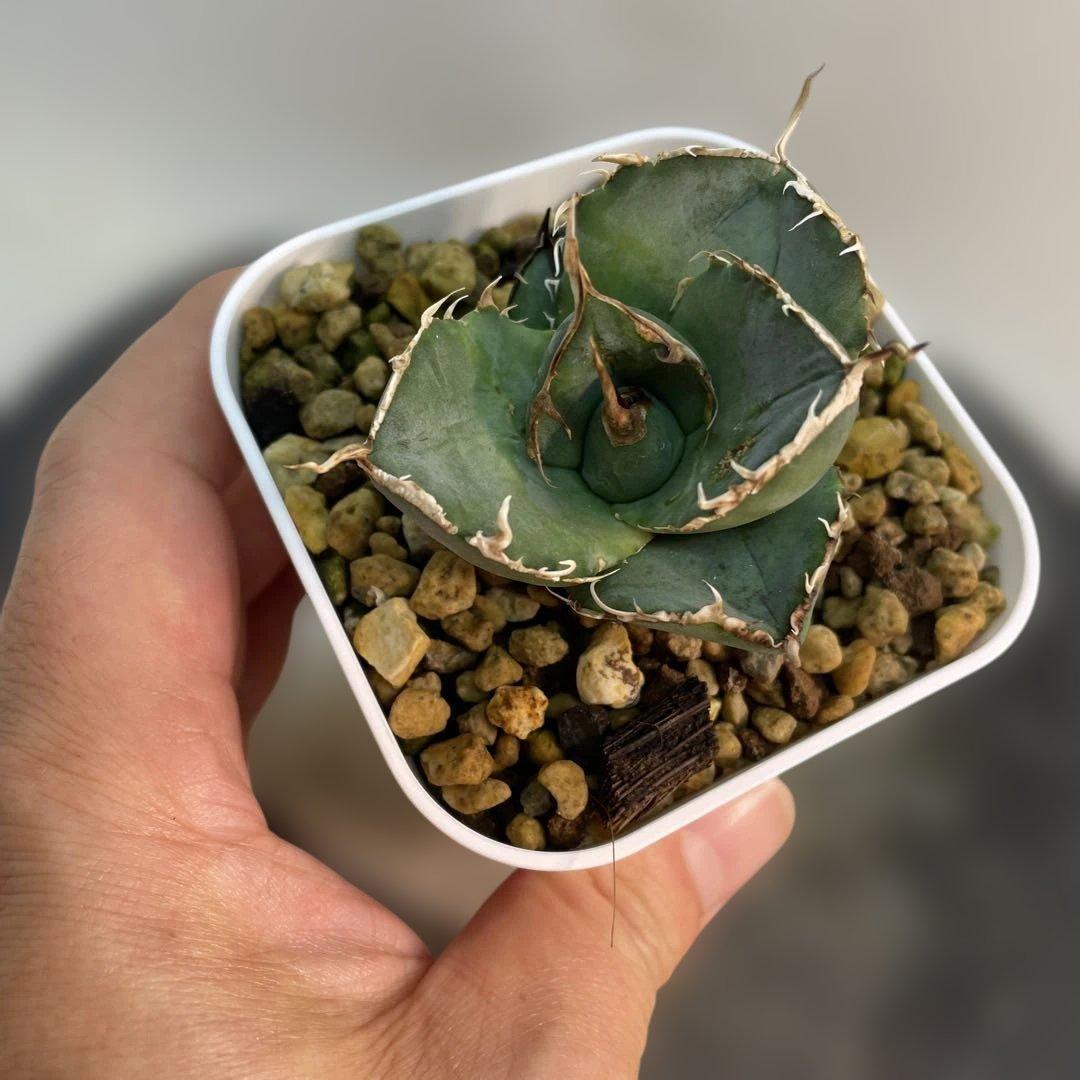 アガベ オテロイ　US由来　チタノタ　ブルー葉系 活着株鉢ごと発送　特選オテロイ