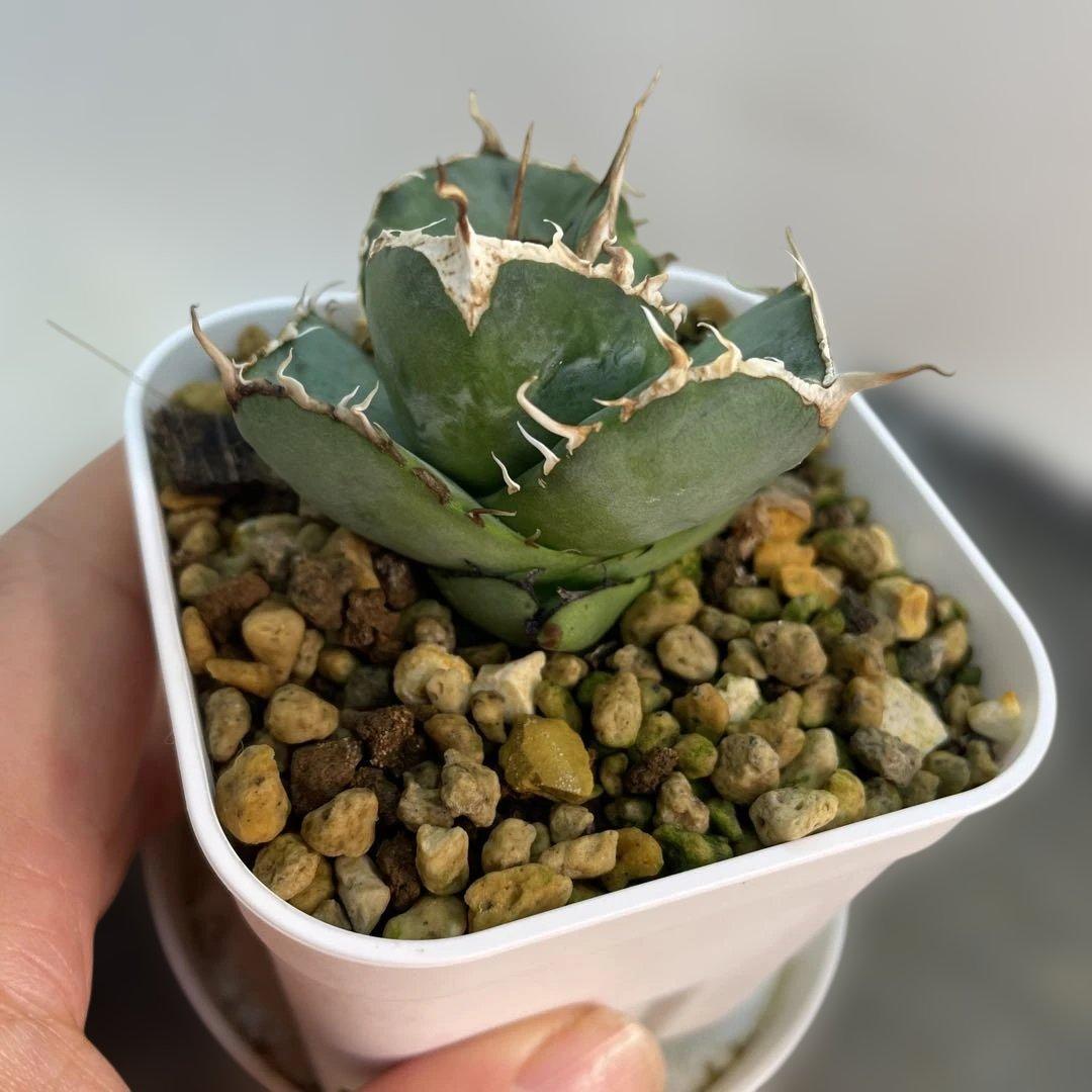 アガベ オテロイ　US由来　チタノタ　ブルー葉系 活着株鉢ごと発送　特選オテロイ