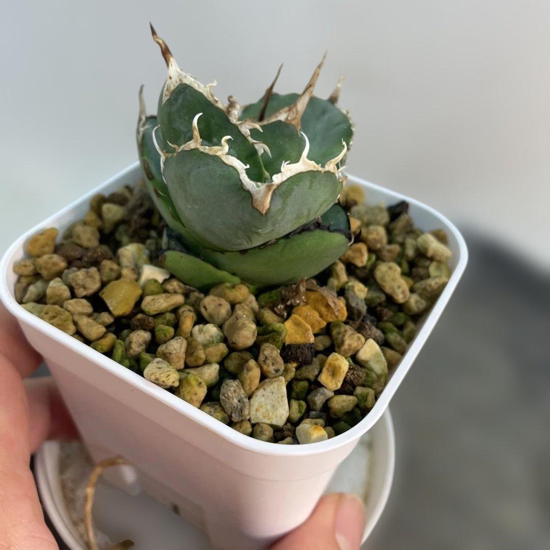 アガベ オテロイ　US由来　チタノタ　ブルー葉系 活着株鉢ごと発送　特選オテロイ