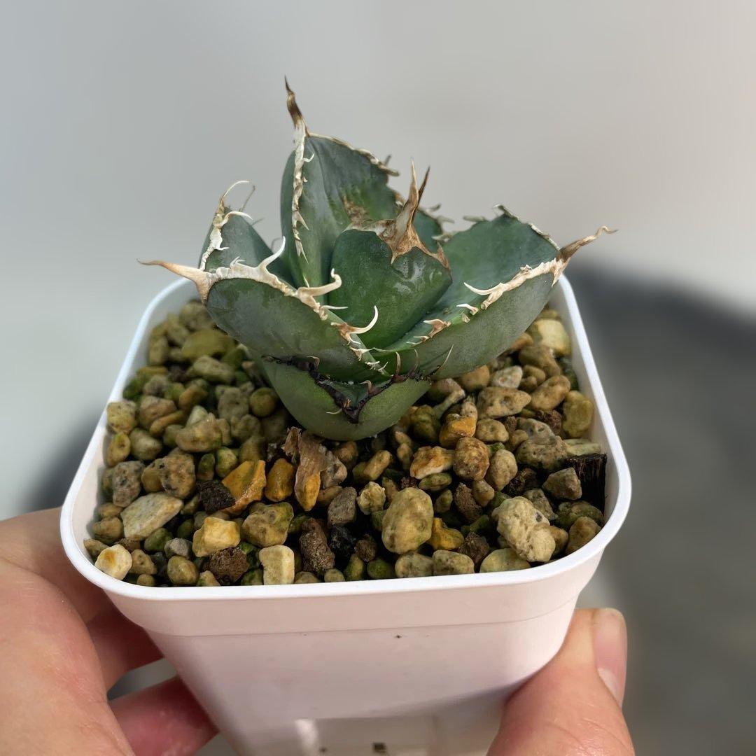 アガベ オテロイ　US由来　チタノタ　ブルー葉系 活着株鉢ごと発送　特選オテロイ