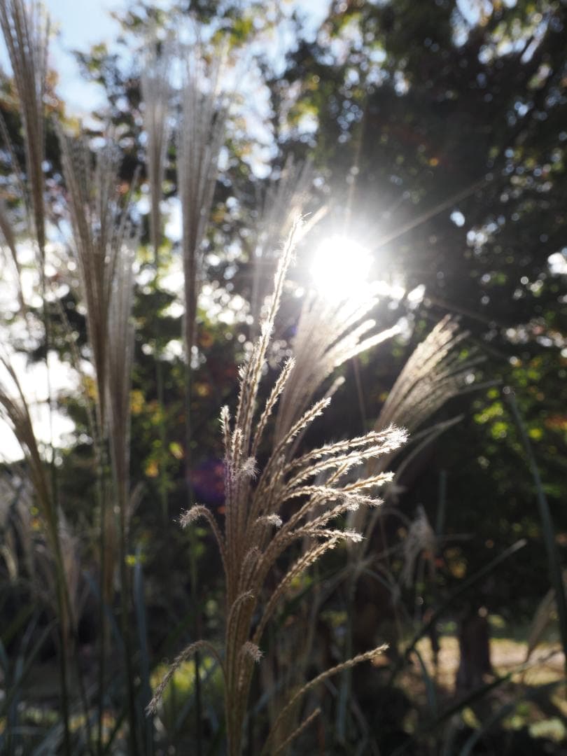 M.ZUIKO DIGITAL ED 9-18mm F4.0-5.6 作例あり