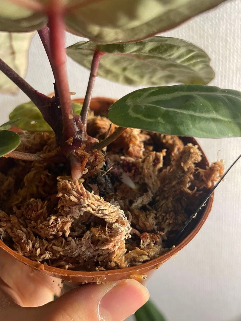 E*o様 アンスリウム　ミシェル