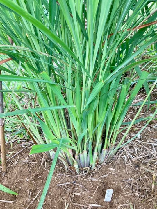 無農薬 レモングラス 抜き苗 3本