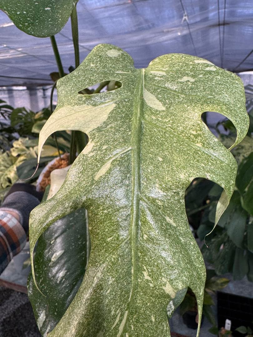 お*と様 T9モンステラ　タイコンステレーション　スターライト