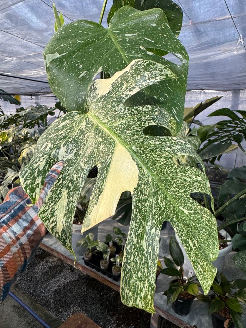 お*と様 T9モンステラ　タイコンステレーション　スターライト