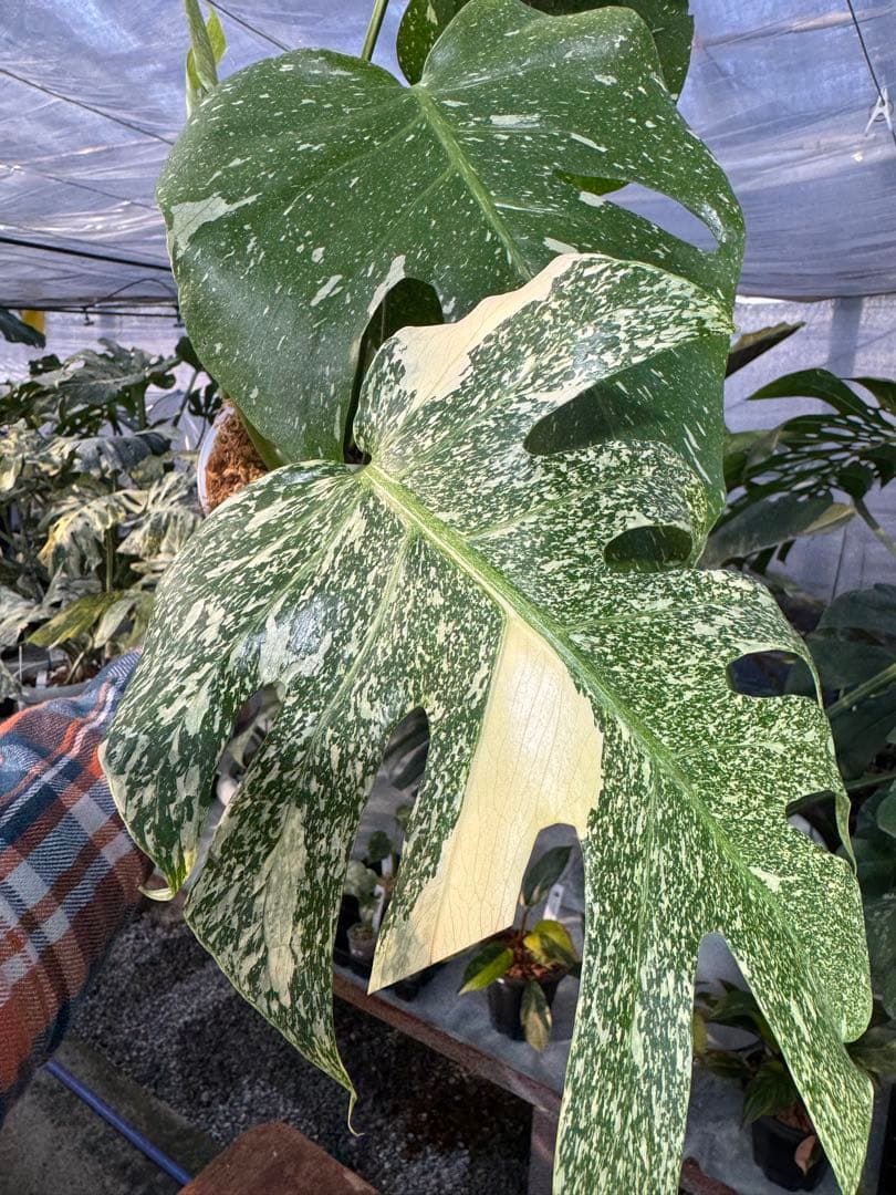 お*と様 T9モンステラ　タイコンステレーション　スターライト