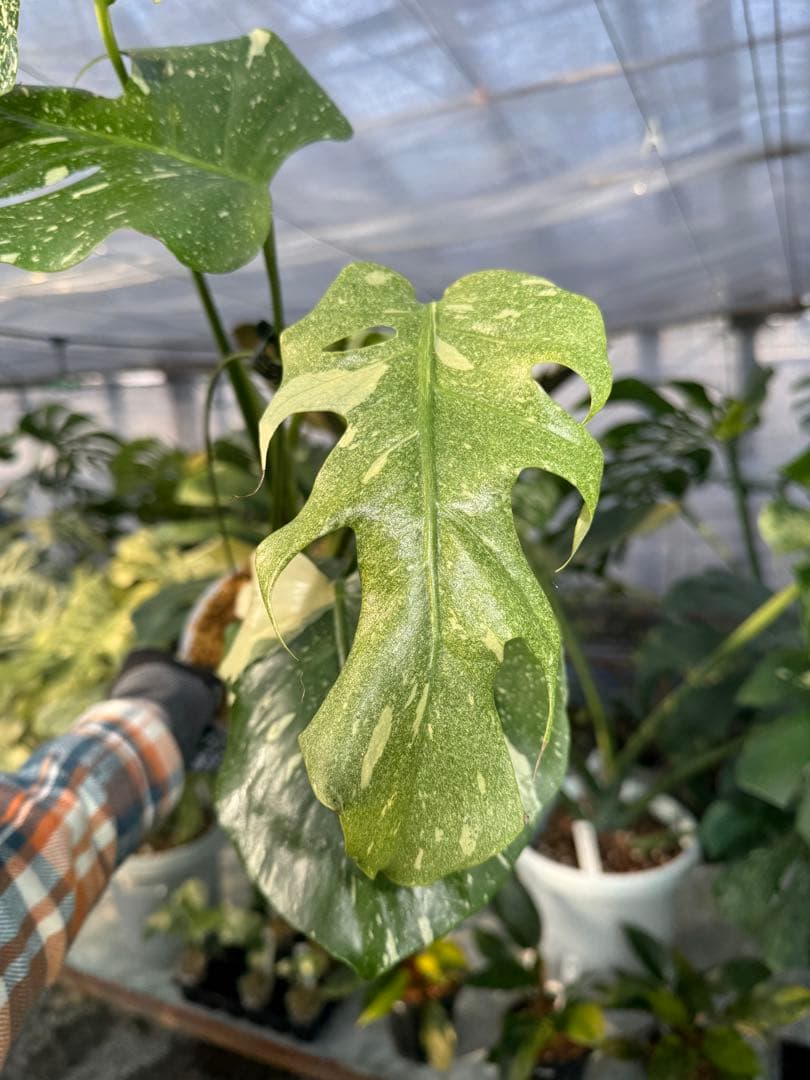 お*と様 T9モンステラ　タイコンステレーション　スターライト