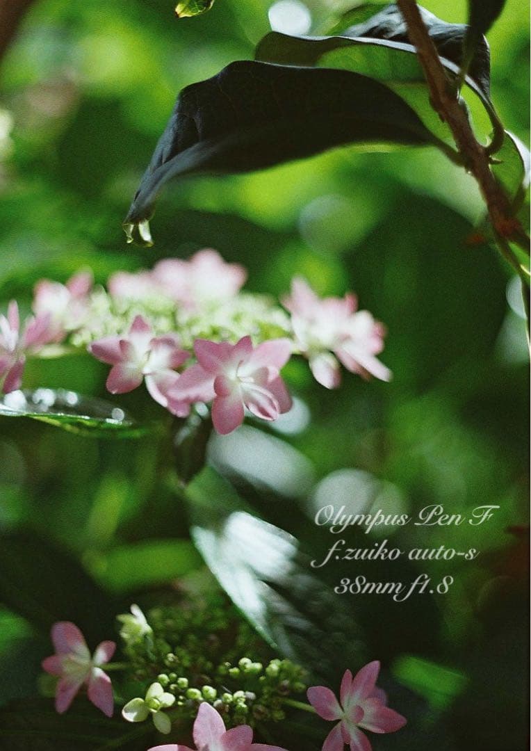 カエさま専用★olympus pen f★完動品・美品・保証付★ハーフの最高峰！