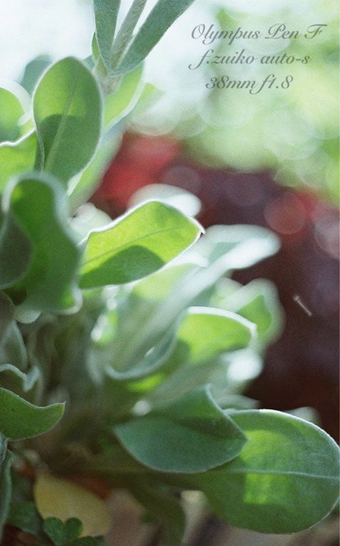 カエさま専用★olympus pen f★完動品・美品・保証付★ハーフの最高峰！