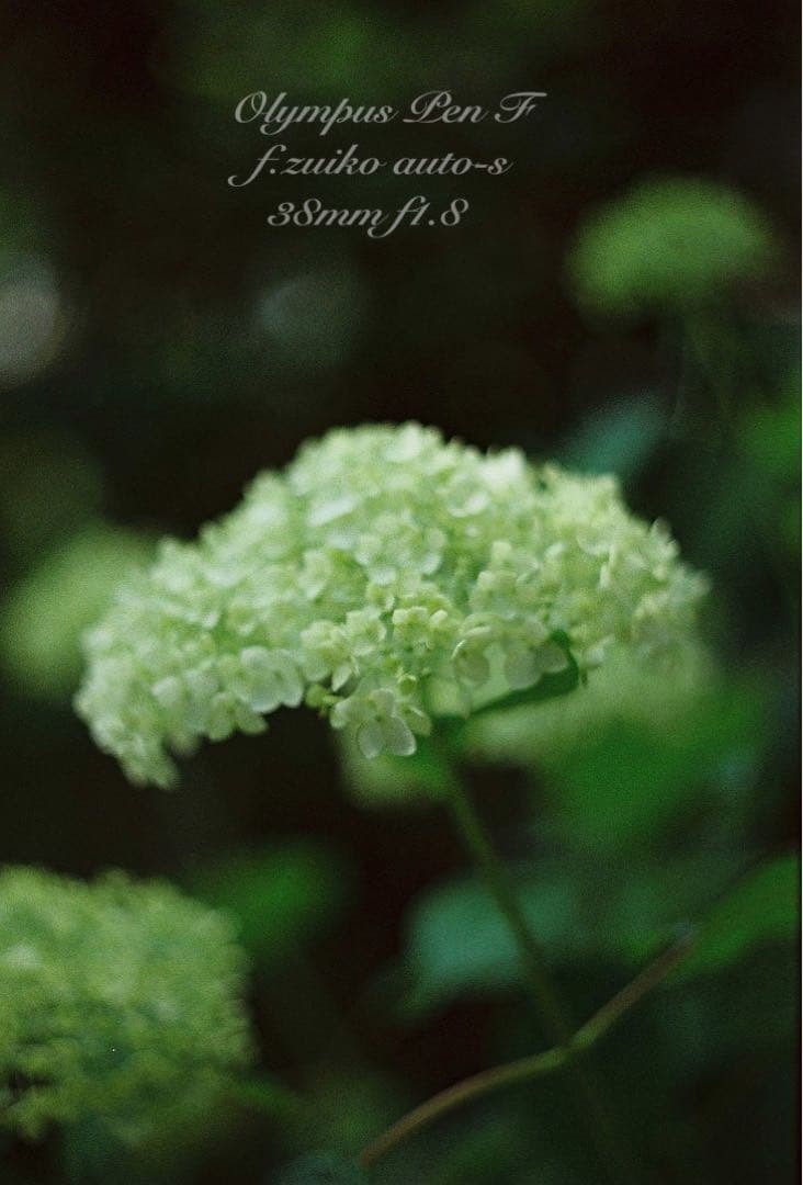 カエさま専用★olympus pen f★完動品・美品・保証付★ハーフの最高峰！