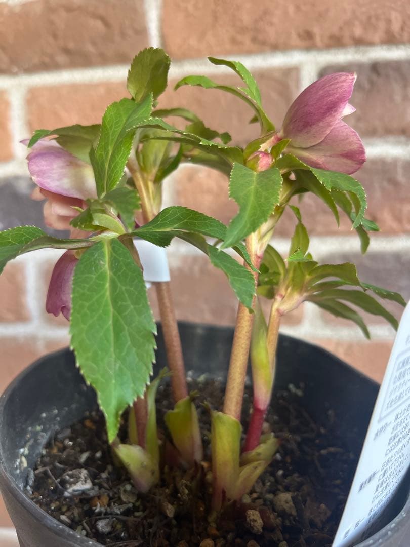 クリスマスローズ　広瀬園芸　ソレイユ系