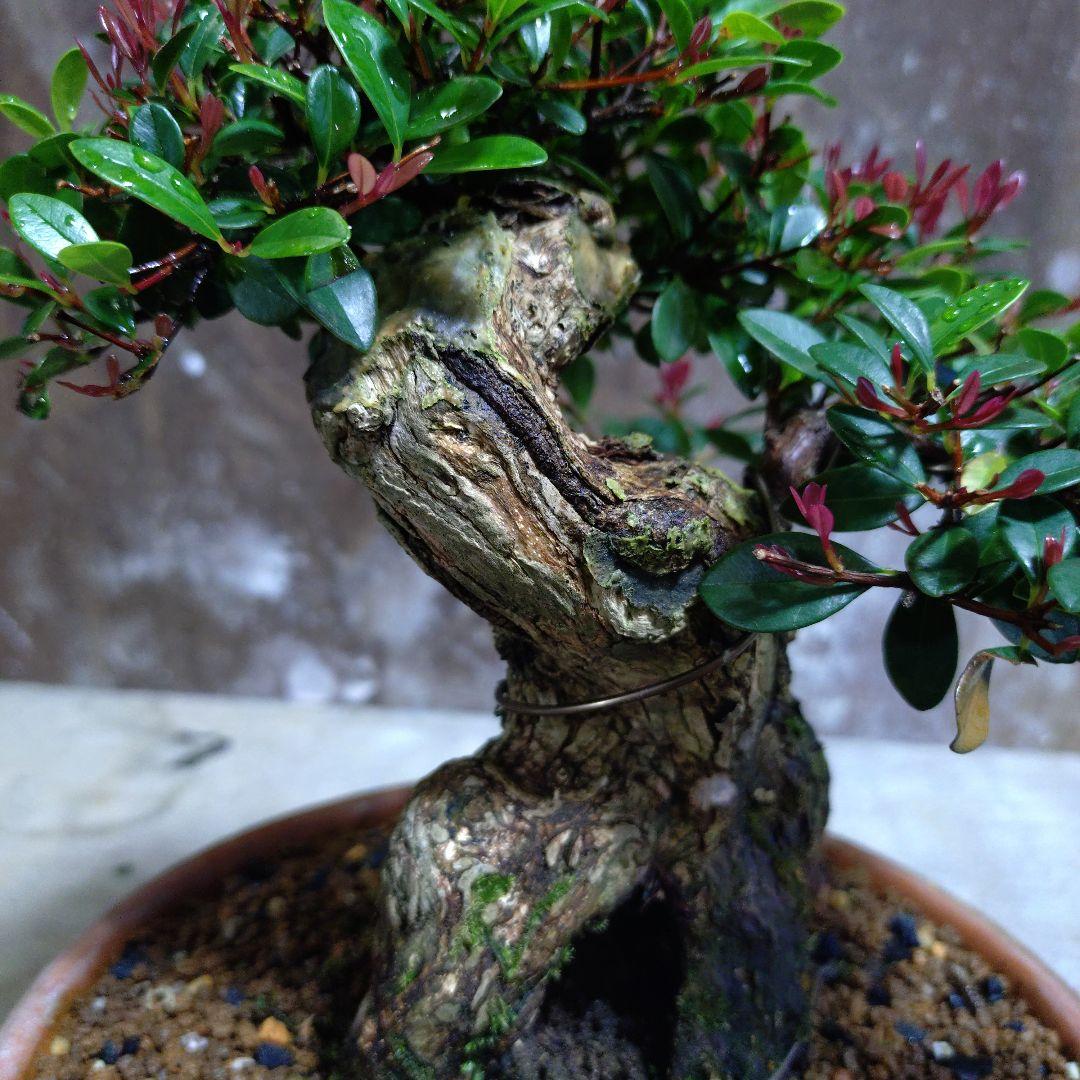 アデク　ゆーきん様専門