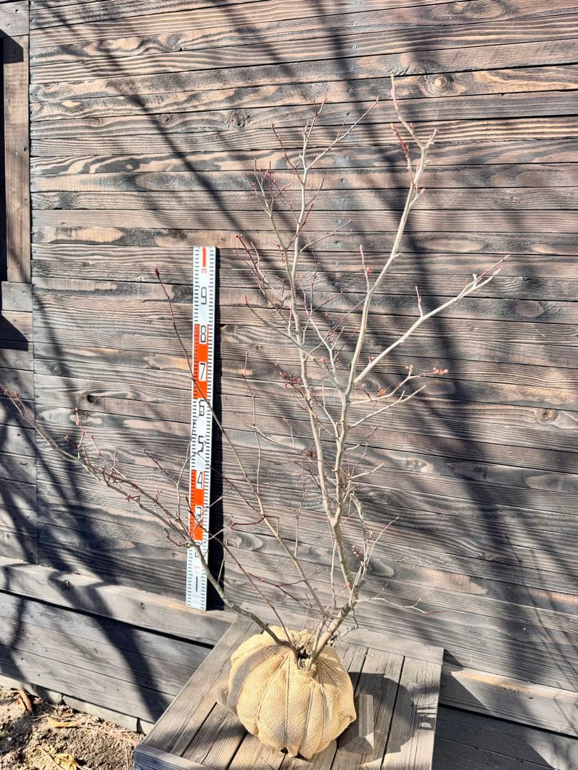 シロモジ【現品発送】管理80010