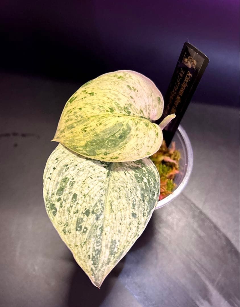 (専用商品)スキンダプサス　お試し　セット　B5 ➕バクダパティ