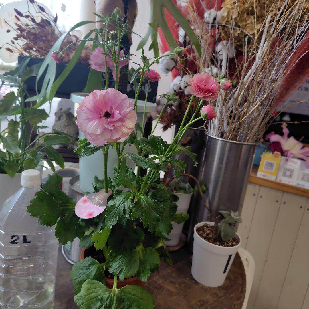 お買得！３鉢セット✺ミノアン＆ジュピター＆ヘラ ラナンキュラスラックス❧