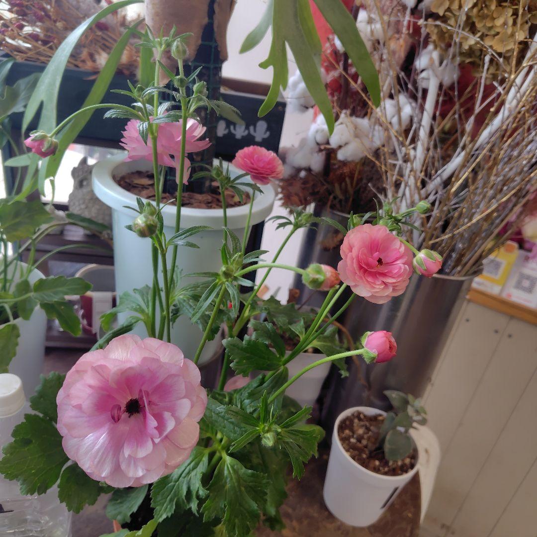 お買得！３鉢セット✺ミノアン＆ジュピター＆ヘラ ラナンキュラスラックス❧