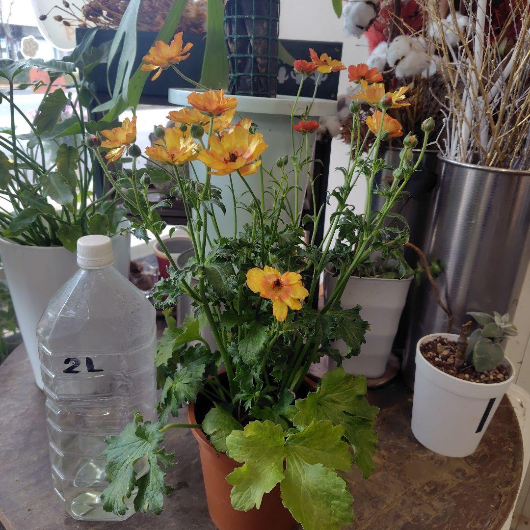 お買得！３鉢セット✺ミノアン＆ジュピター＆ヘラ ラナンキュラスラックス❧