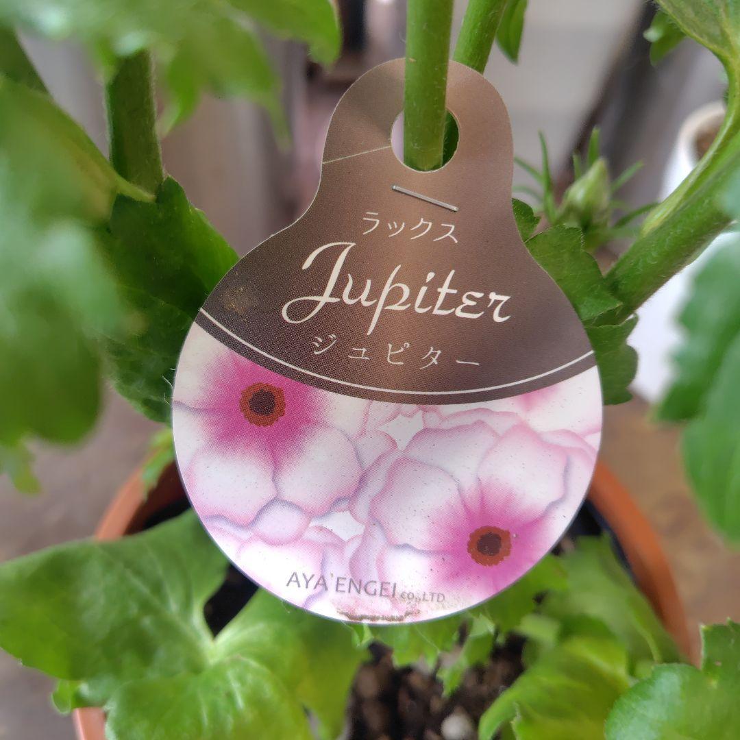 お買得！３鉢セット✺ミノアン＆ジュピター＆ヘラ ラナンキュラスラックス❧