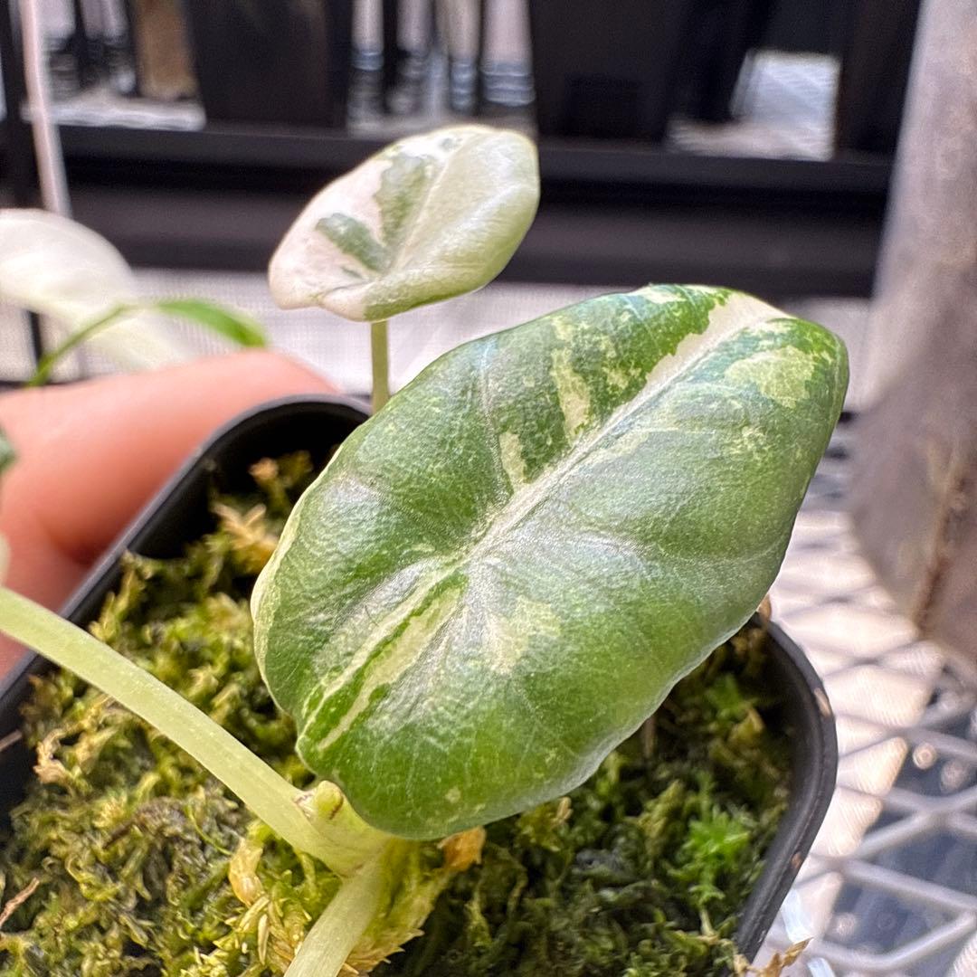 e*c様 格安 アロカシア マハラニアルボ