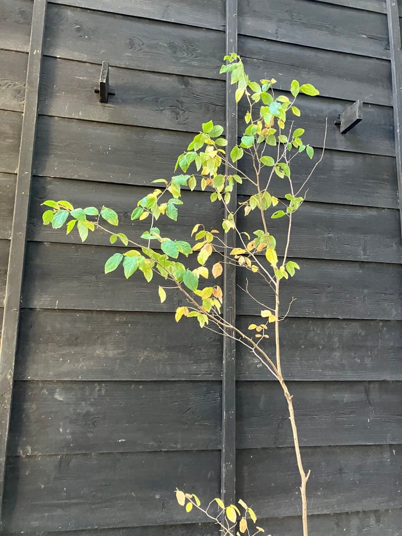 500 山採り　ヤマコウバシ