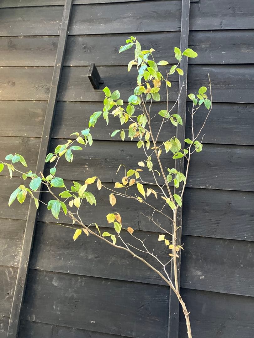 500 山採り　ヤマコウバシ