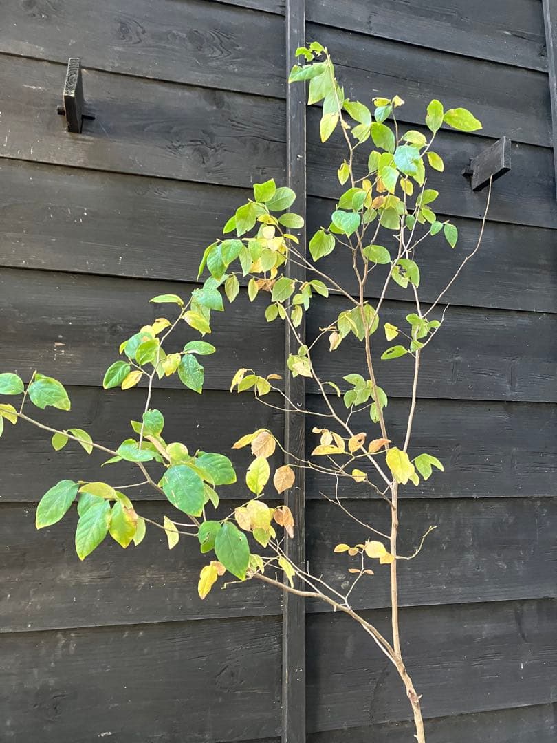 500 山採り　ヤマコウバシ