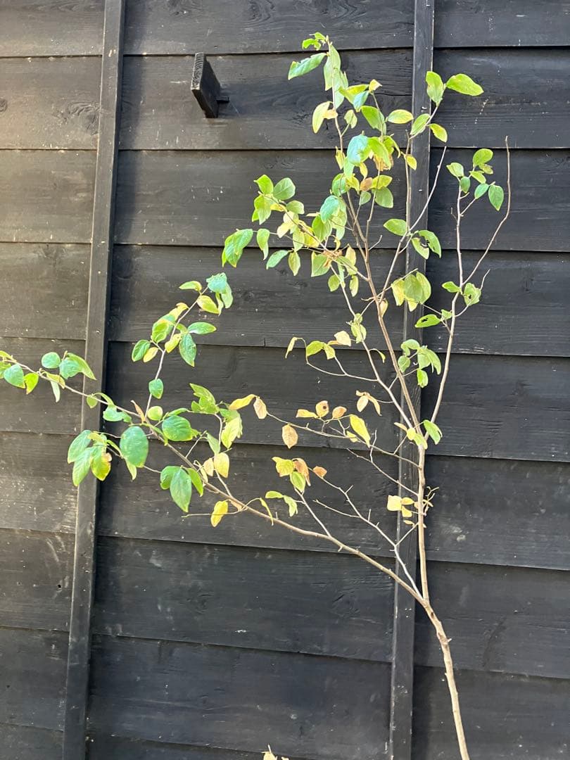 500 山採り　ヤマコウバシ