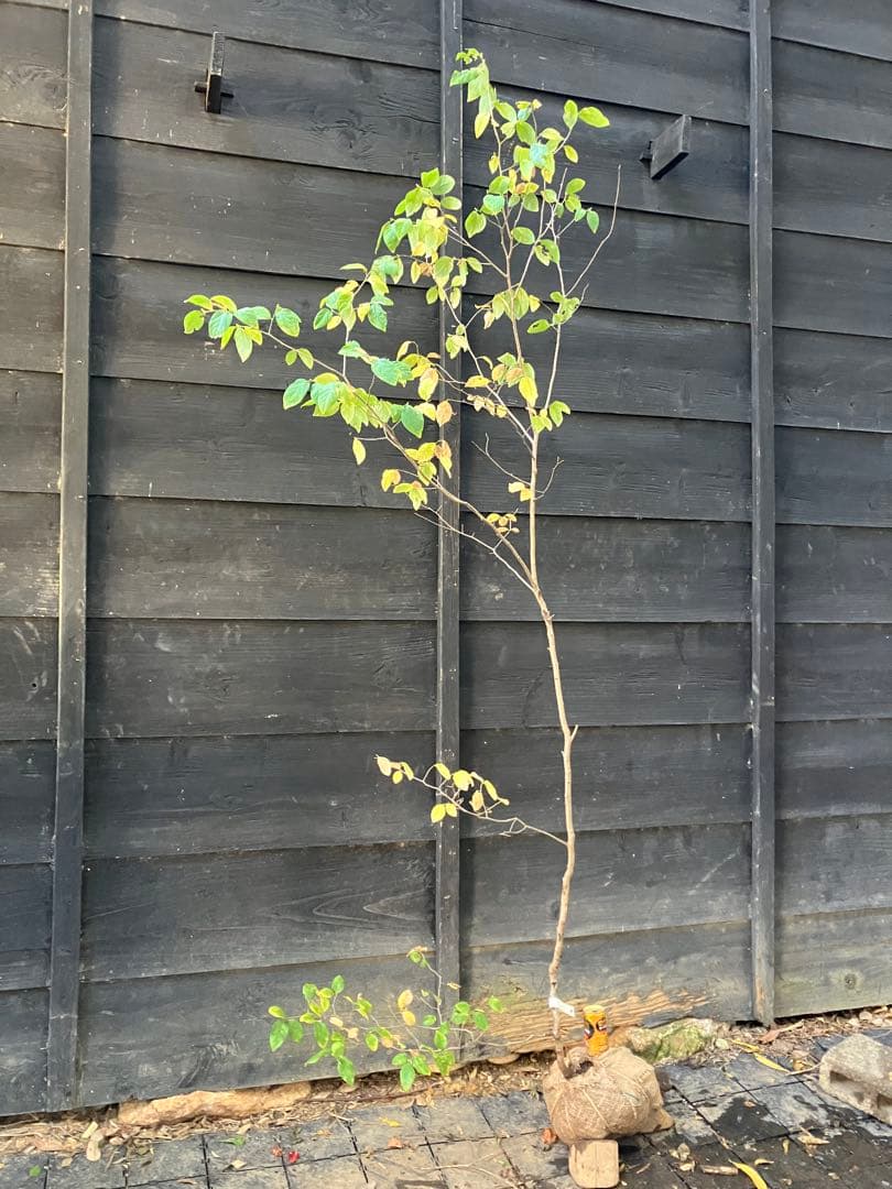 500 山採り　ヤマコウバシ