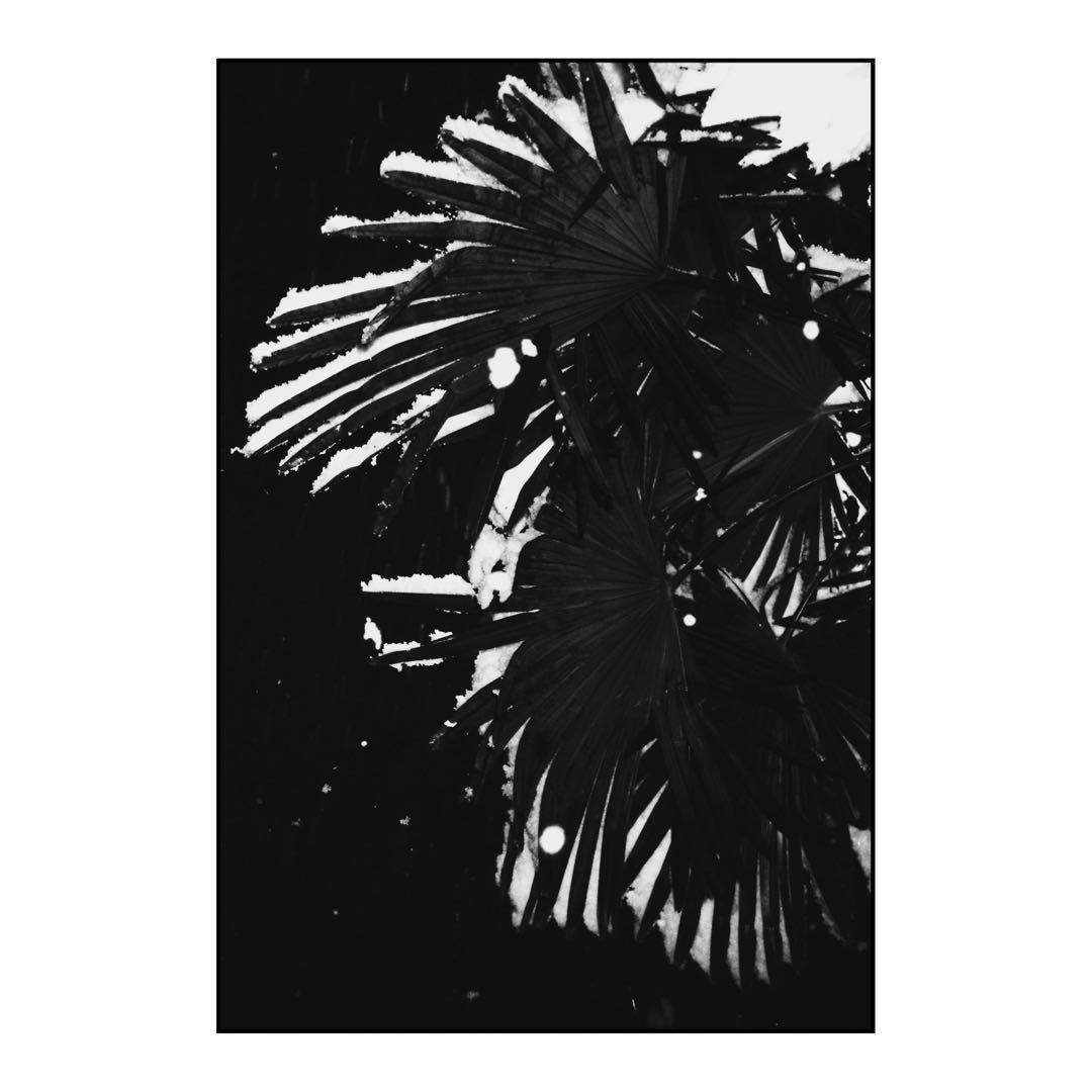 【作例あり】CONTAX T2(データバック付)