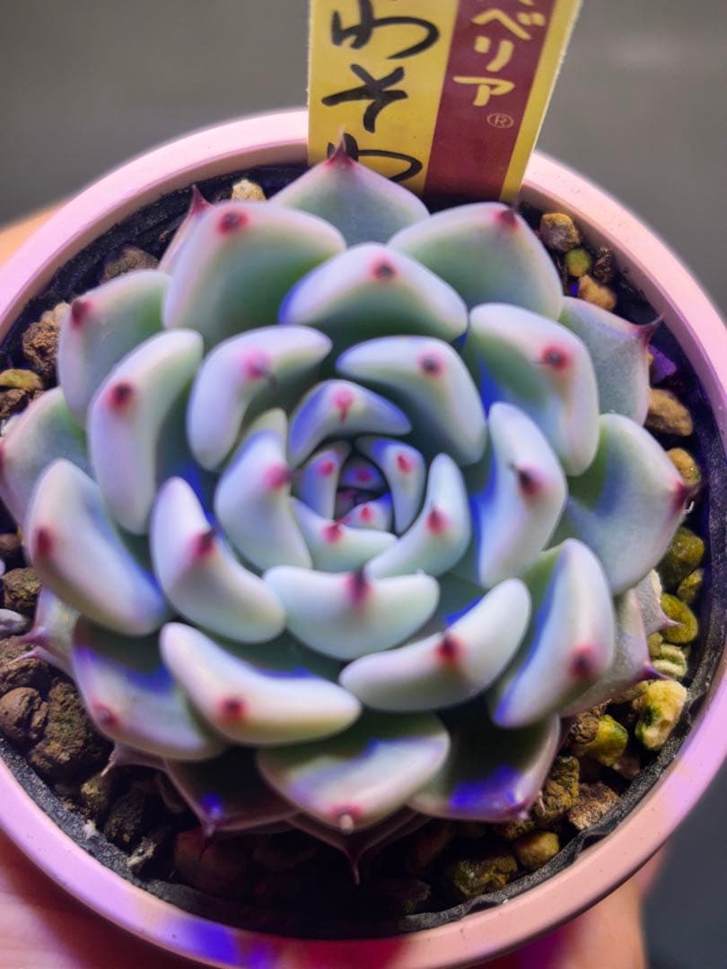 【速達】そわそわ　ミックスベリア　おらいさん 札付き