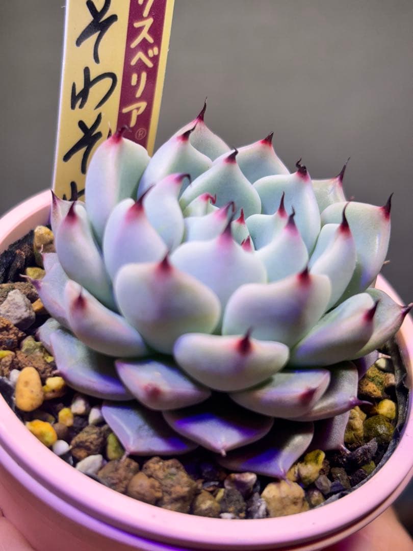 【速達】そわそわ　ミックスベリア　おらいさん 札付き