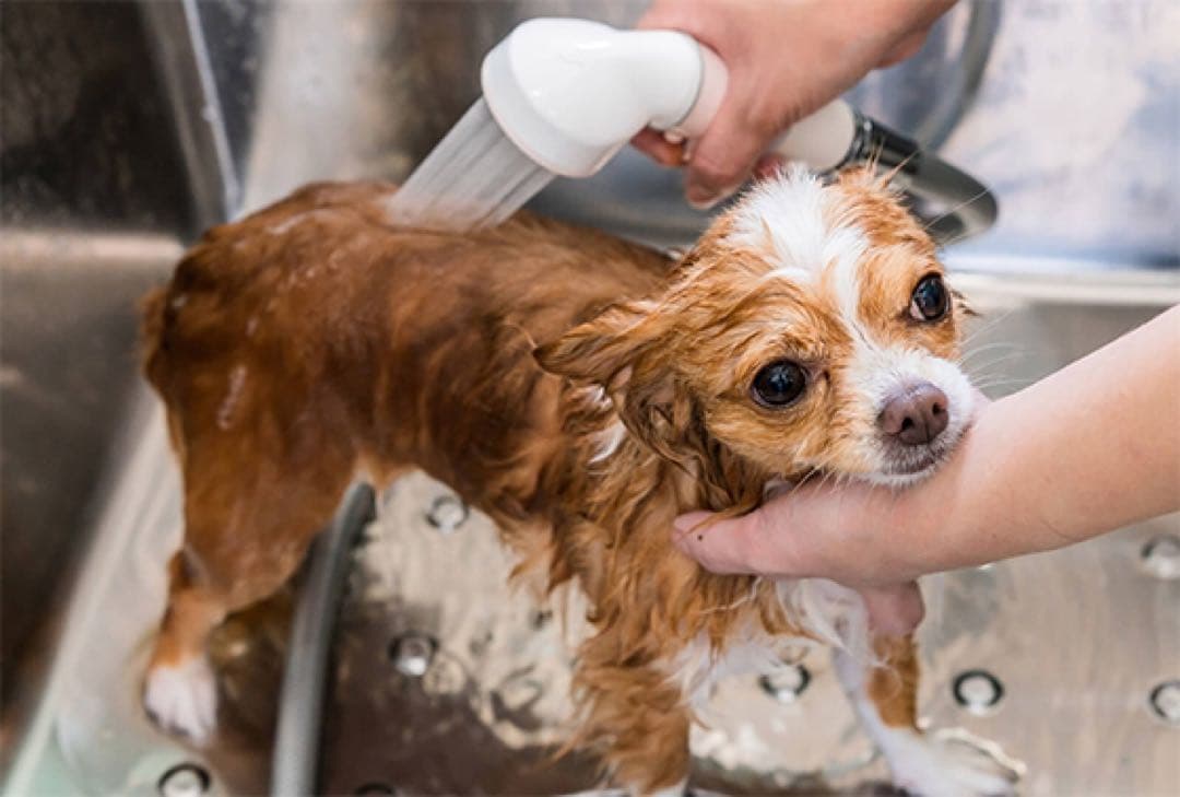 【SORAちゃんママ専用】マイクロバブルシャワーヘッド ピュアブル2 メタル