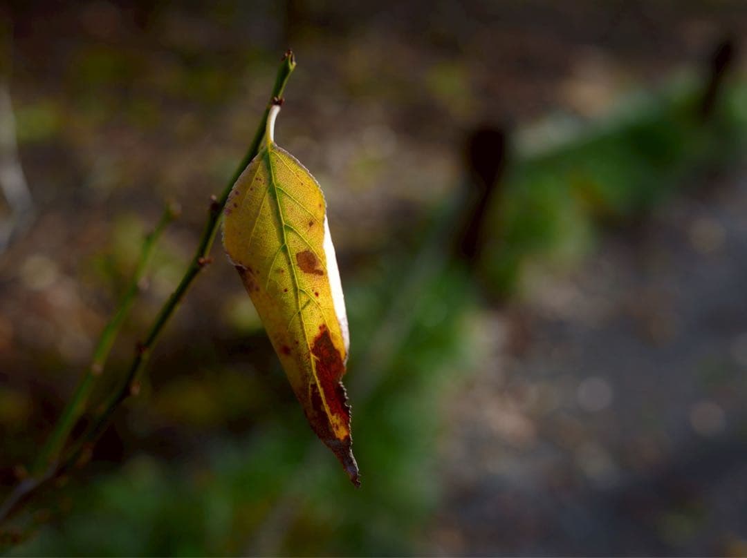 みお【美品】SIGMA 45mm F2.8 DG DN Lマウント