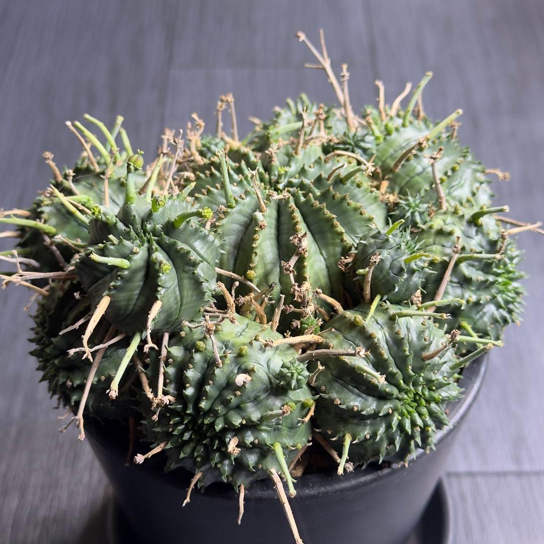 【選抜株】ユーフォルビア　バリダ　子吹きバリダ　雌株