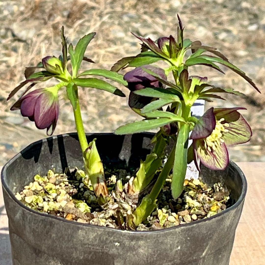 ボ*ト様 ❤️開花株❤️根充実❤️沢山新芽❤️3223⭐️極上⭐️原生地採取実生