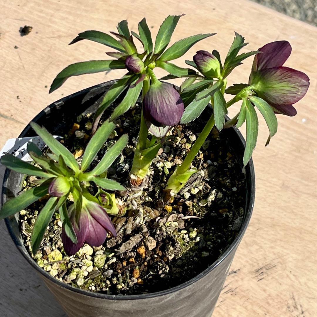 ボ*ト様 ❤️開花株❤️根充実❤️沢山新芽❤️3223⭐️極上⭐️原生地採取実生