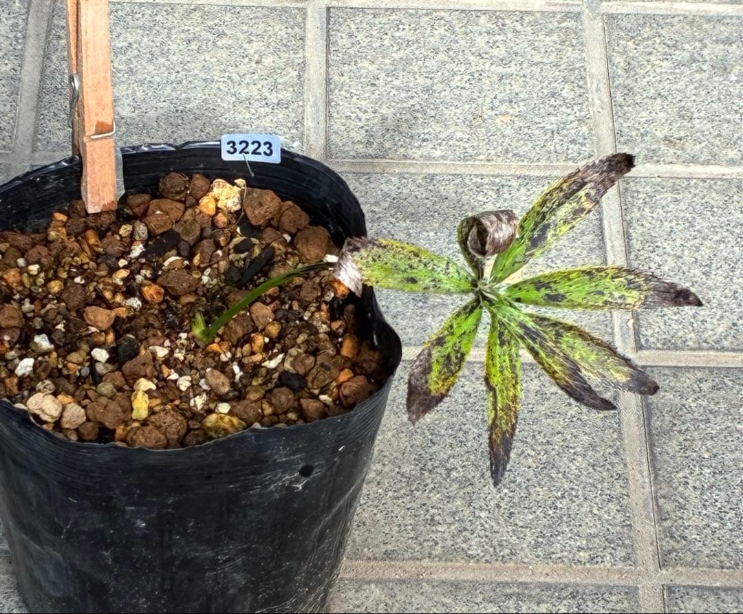 ボ*ト様 ❤️開花株❤️根充実❤️沢山新芽❤️3223⭐️極上⭐️原生地採取実生