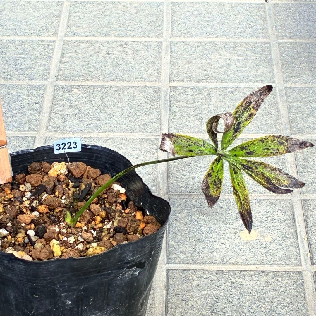 ボ*ト様 ❤️開花株❤️根充実❤️沢山新芽❤️3223⭐️極上⭐️原生地採取実生