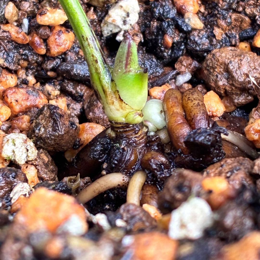 ボ*ト様 ❤️開花株❤️根充実❤️沢山新芽❤️3223⭐️極上⭐️原生地採取実生