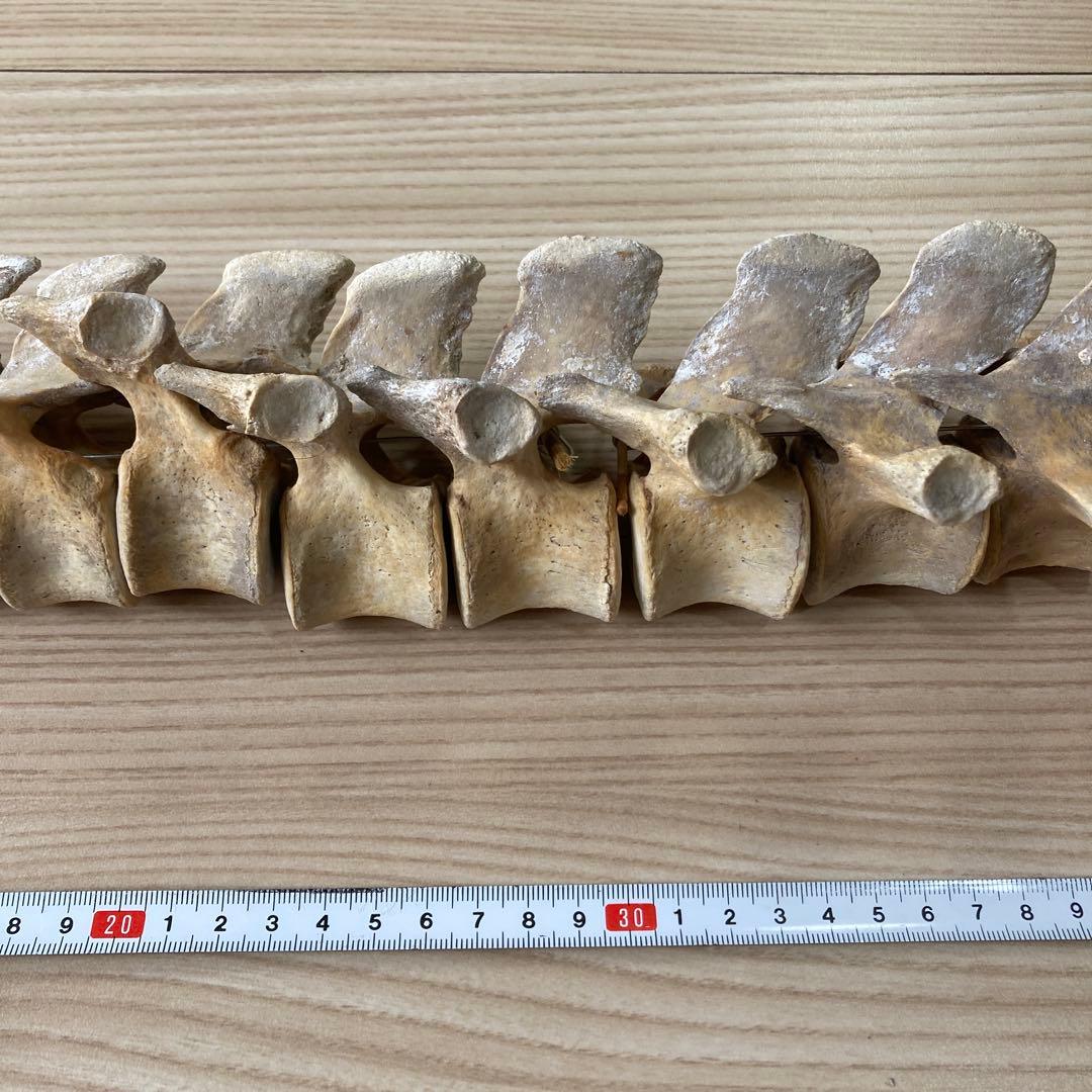 イルカの骨　骨格標本