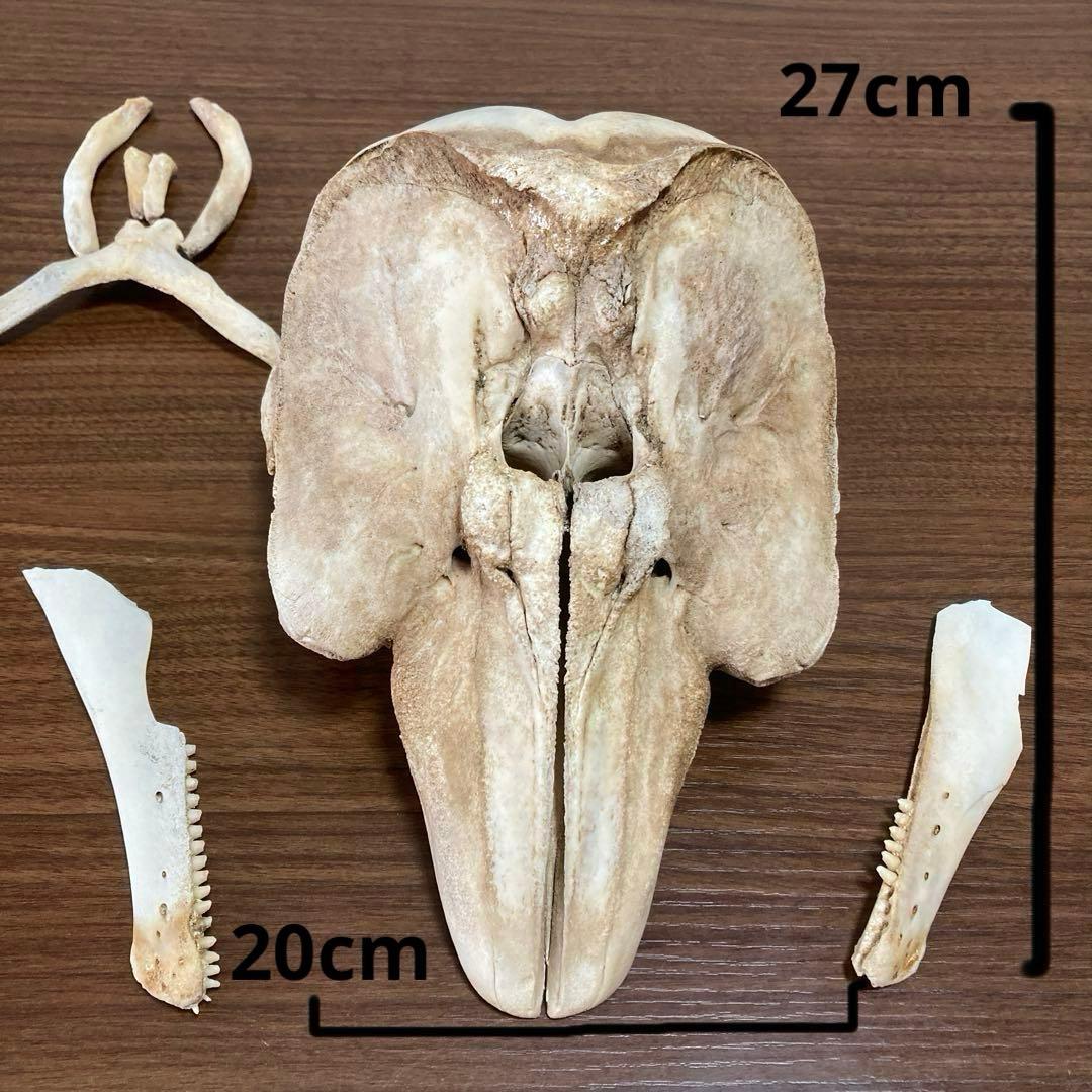 イルカの骨　骨格標本
