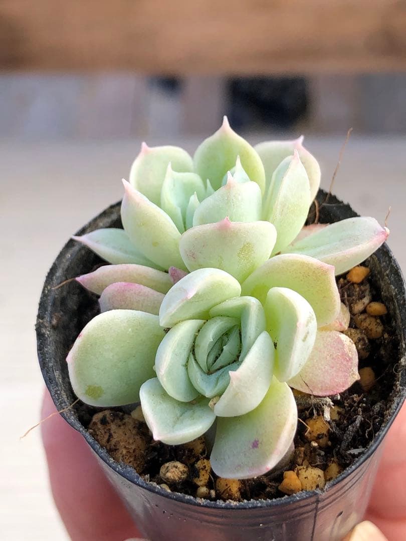 多肉植物 つむぎ×ひなの♡小苗(miyaさん苗)