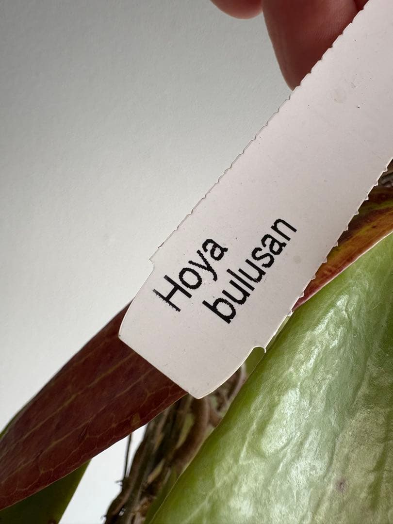 hoya ホヤ bulusan 3号 吊り鉢