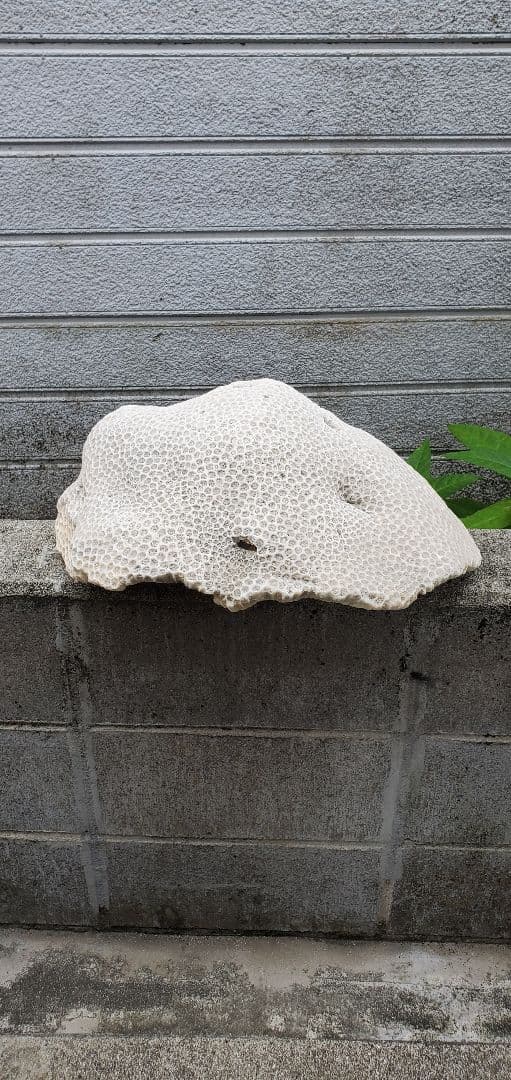 奄美群島産珊瑚  菊目石 天然石 海の宝石 ／貴重 インテリア オブジェ
