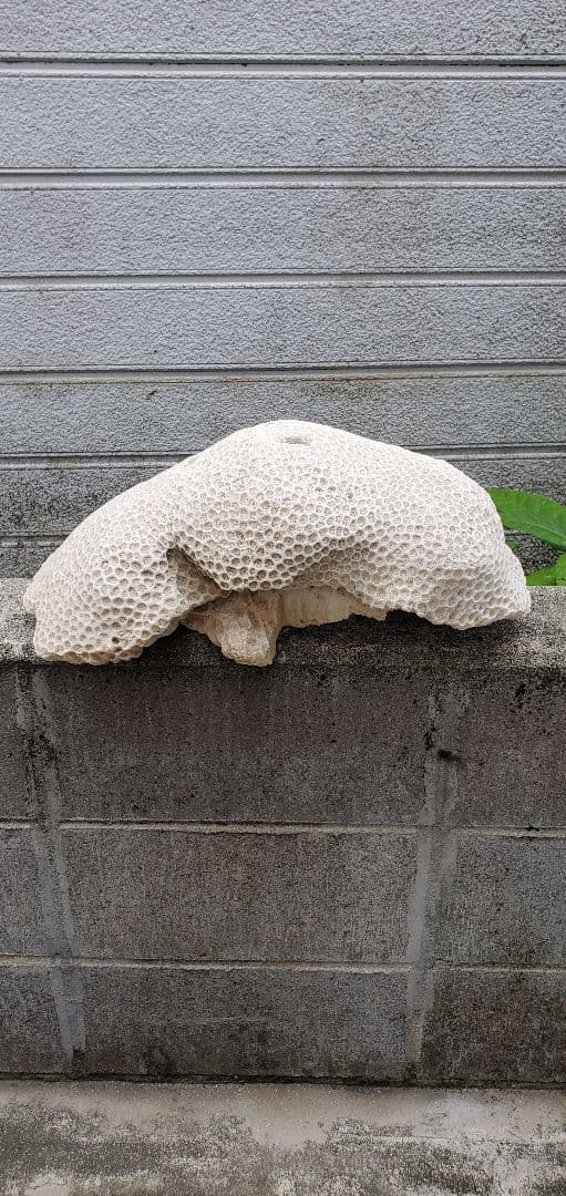 奄美群島産珊瑚  菊目石 天然石 海の宝石 ／貴重 インテリア オブジェ