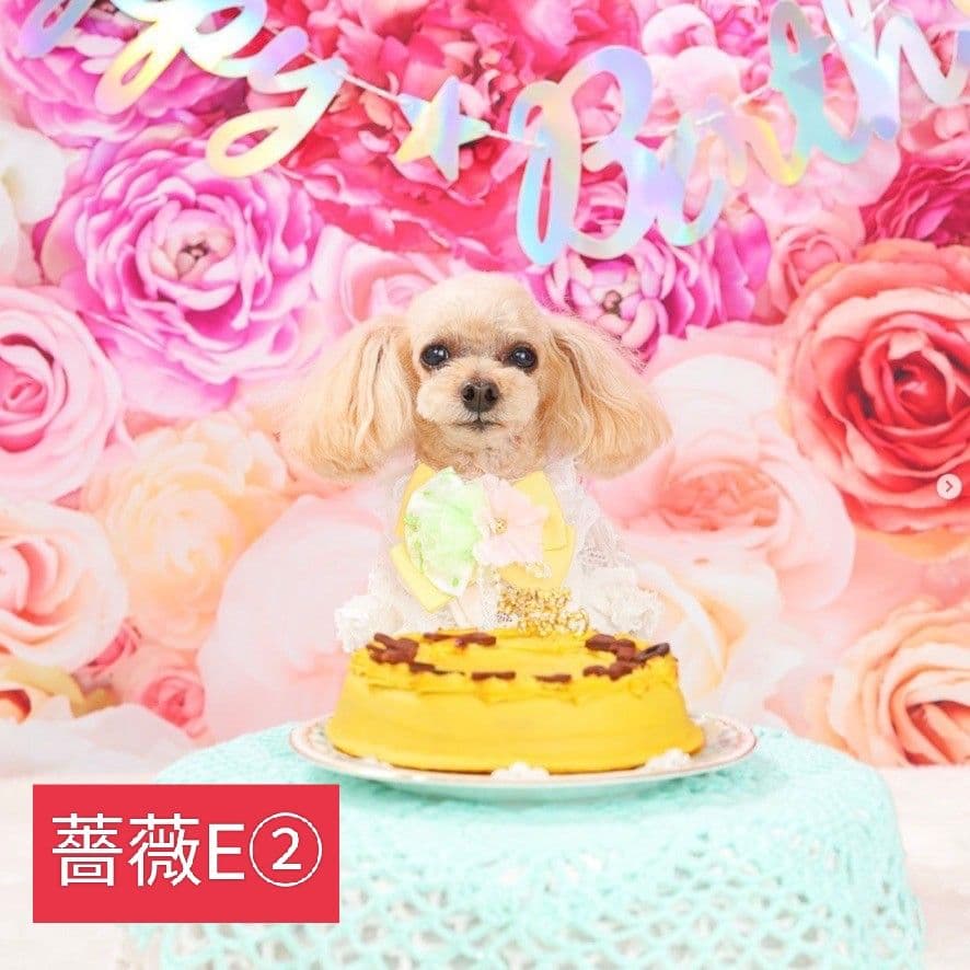 背景布×10枚+2　ペット撮影用フォトブース　トリミングチョーカー販売中