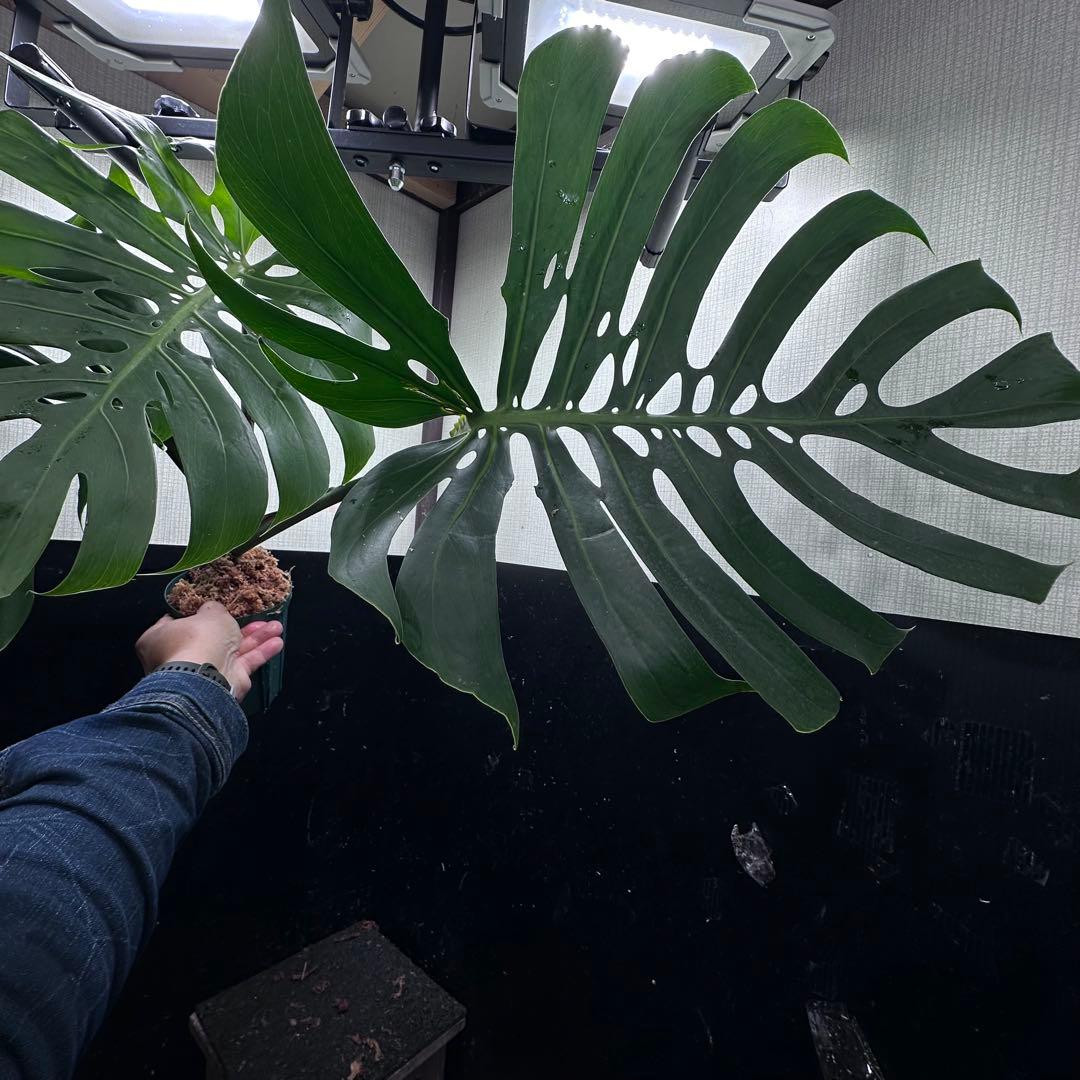 あ*ん様 モンステラデリシオーサマクロコズム超希少系統鉢植え64㎝