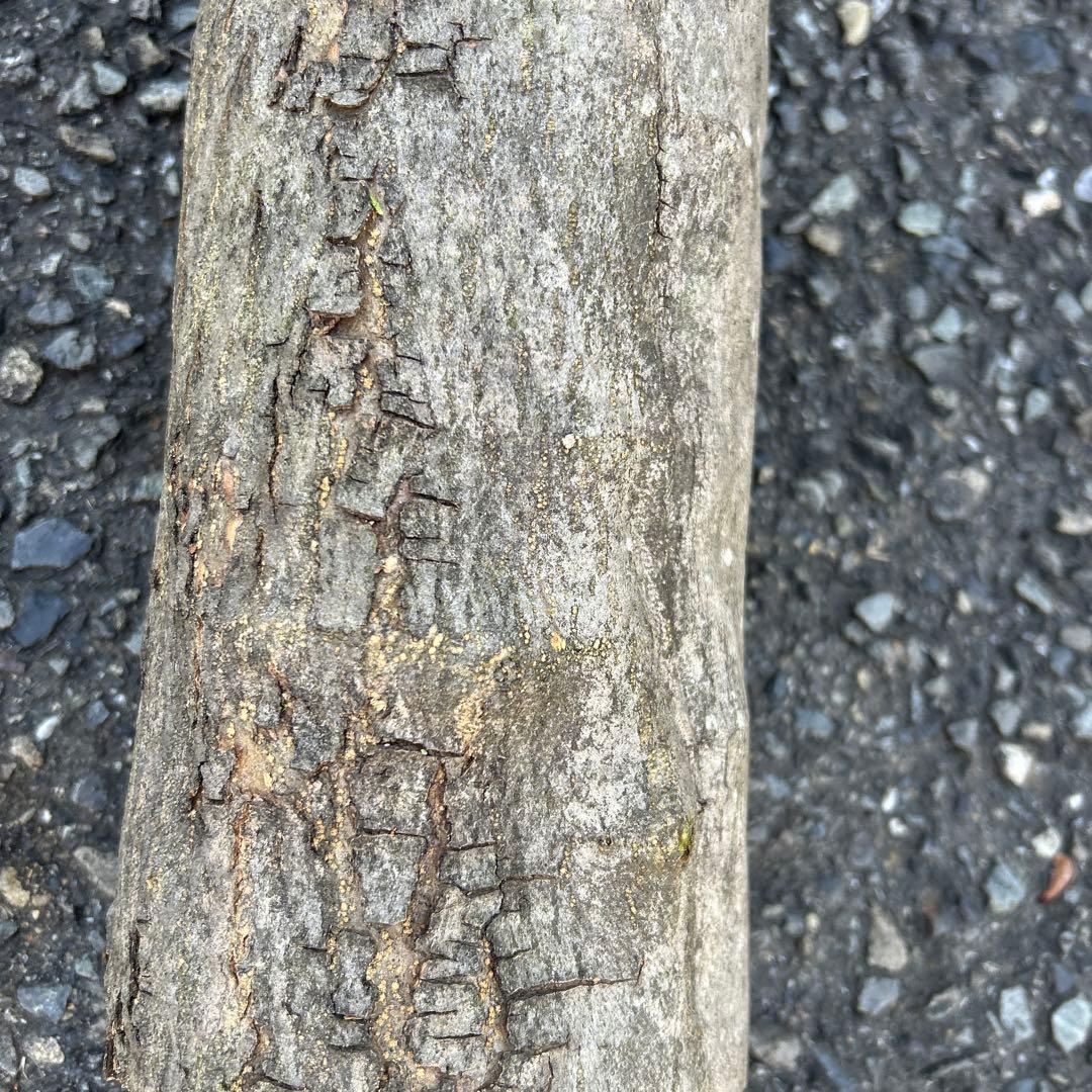 オリーブ　挿し木　太枝挿し木　盆栽