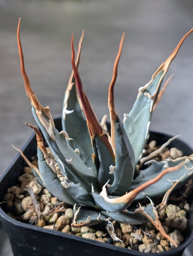 アガベ　エボリスピナ　実生　b3　鉢ごと